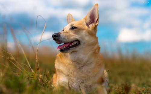 Image brown and white short coated dog on green grass field during daytime