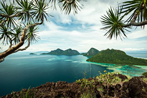 Image green palm tree near body of water during daytime