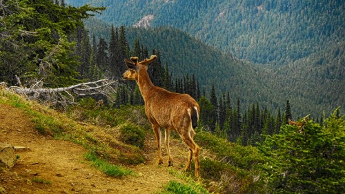 Image brown deer on green grass field during daytime