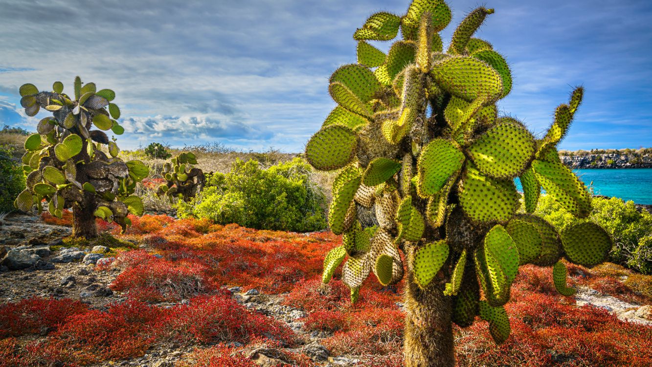 Las Chumberas, Planta, Cactus, Isla Plaza Sur, Planta Suculenta. Wallpaper in 5120x2880 Resolution