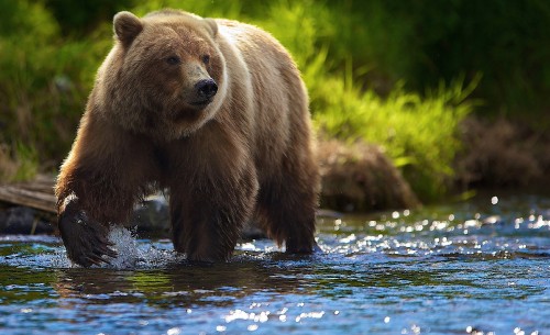 Image brown bear on water during daytime