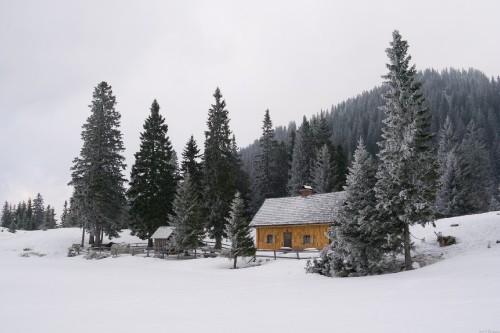 Image brown wooden house on snow covered ground near green pine trees during daytime