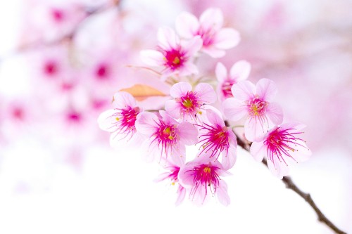 Image pink and white flowers in tilt shift lens