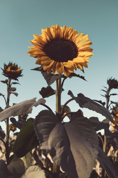 Girasol en Fotografía de Cerca. Wallpaper in 6000x9000 Resolution