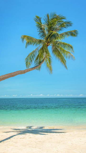 Image green palm tree on beach during daytime