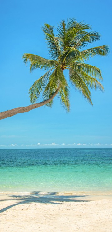 Image green palm tree on beach during daytime