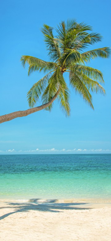 Image green palm tree on beach during daytime