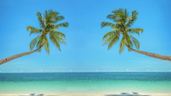 Image green palm tree on beach during daytime