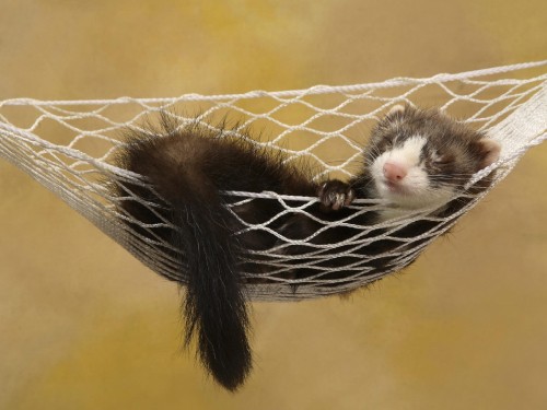 Image white and black rodent on yellow and black textile