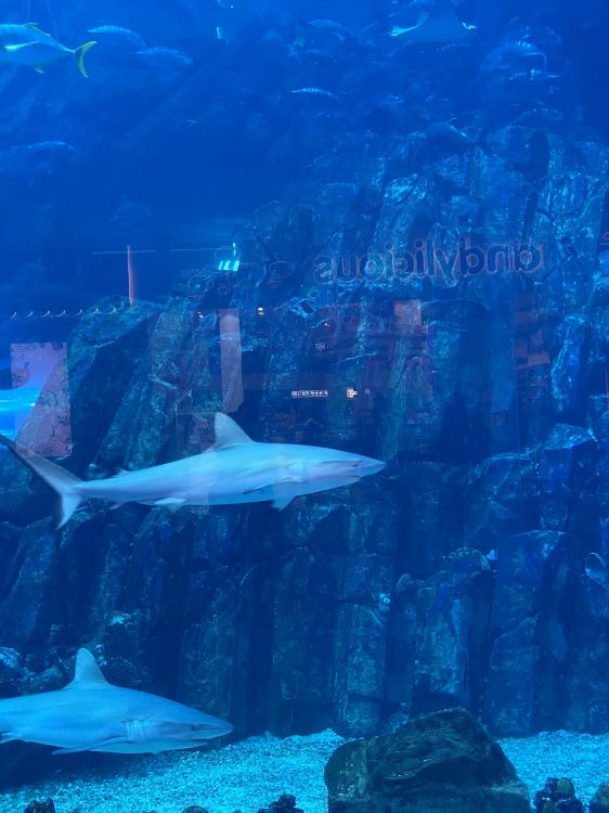 海洋生物学, 流体, 水下, 液体, 海洋 壁纸 1536x2048 允许