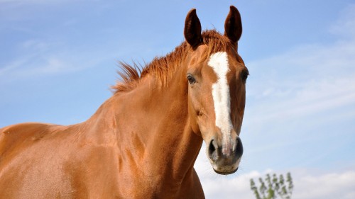 Image brown and white horse during daytime