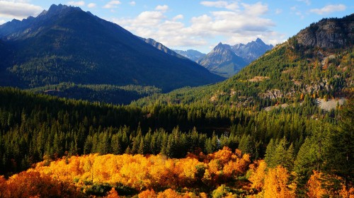 Image green and yellow trees near mountains during daytime