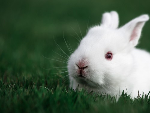 Image white rabbit on green grass during daytime