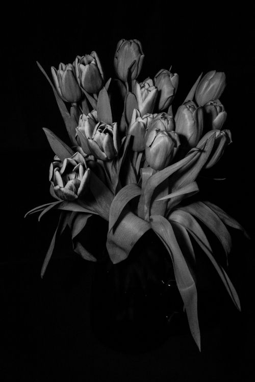 Grayscale Photo of Tulips in Bloom. Wallpaper in 3456x5184 Resolution