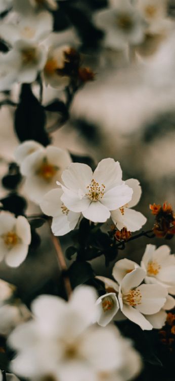 Cerisier, Psaume 111, Psaume 103, Pétale, Rameau. Wallpaper in 1080x2340 Resolution