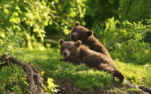 Image brown bear lying on green grass during daytime