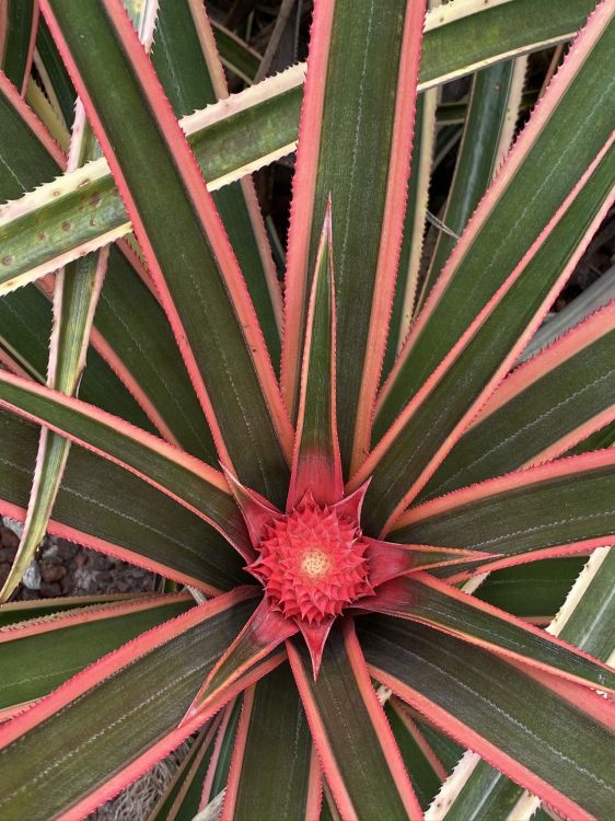 Flora, Blatt, Pflanzen-Stammzellen, Bromelien, Natur. Wallpaper in 1536x2048 Resolution