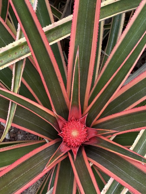 Image flora, leaf, plant stem, bromeliads, nature