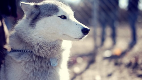 Image white and black siberian husky