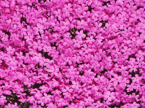 Image pink and white flower petals