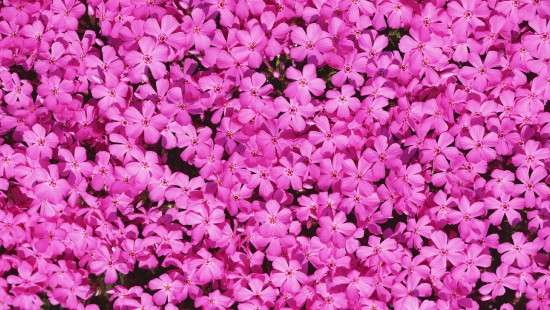 Image pink and white flower petals