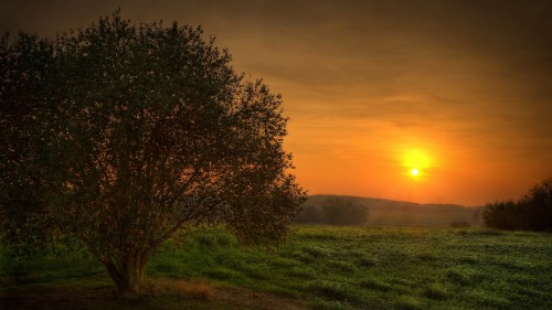 Image green grass field with trees during sunset