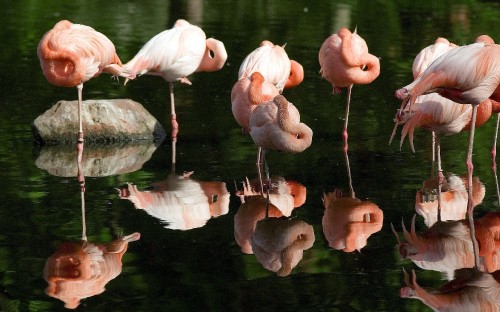 Image pink flamingos on water during daytime