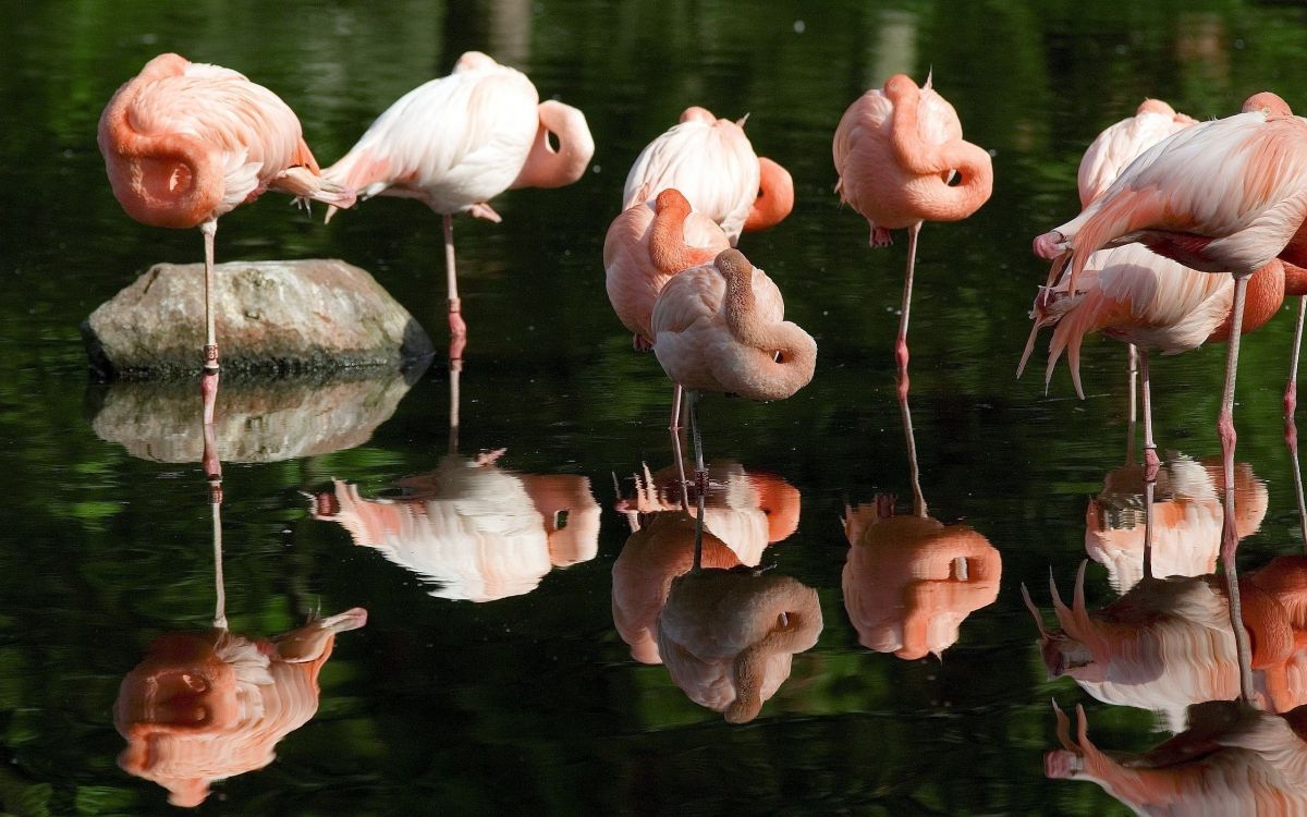 pink flamingos on water during daytime