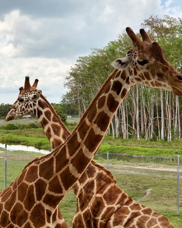 Girafe, Pour Les Animaux Terrestres, Nature, Végétation, Giraffidae. Wallpaper in 3024x3780 Resolution