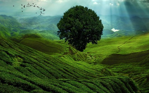 Image green trees on green grass field under white clouds during daytime