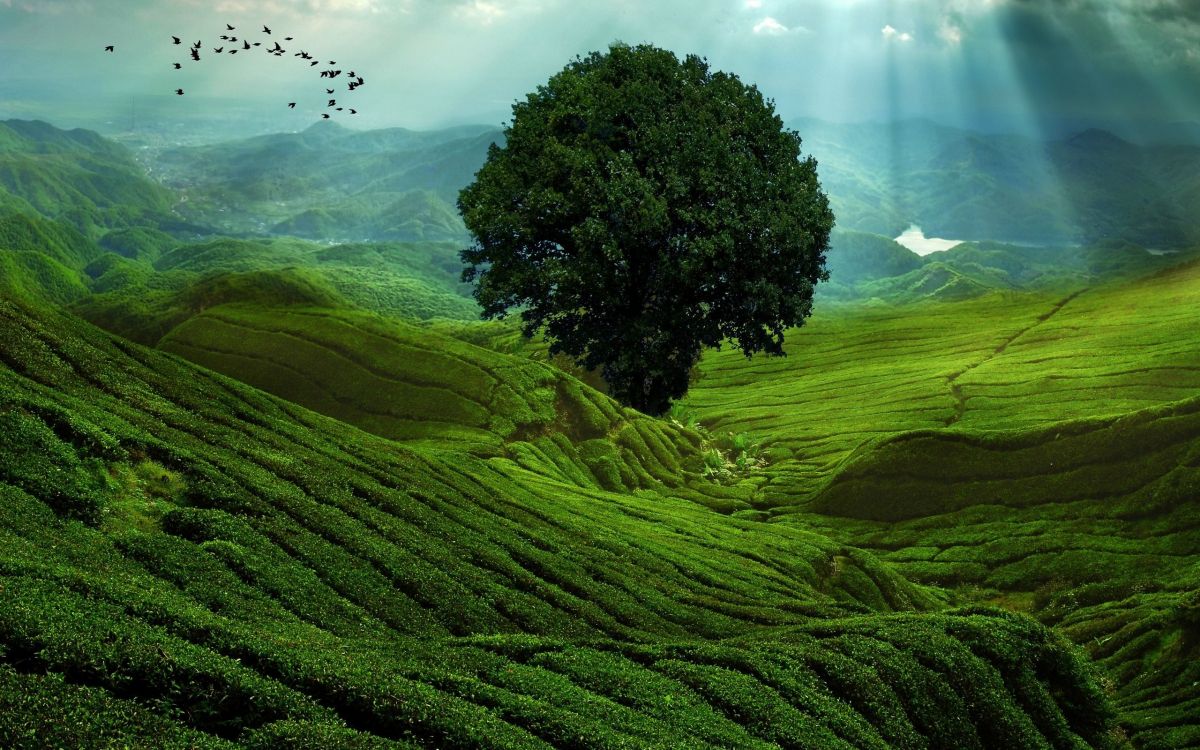 green trees on green grass field under white clouds during daytime