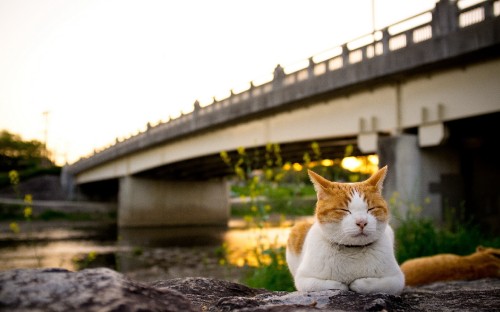 Image white and orange cat lying on rock