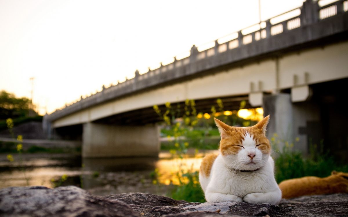 white and orange cat lying on rock