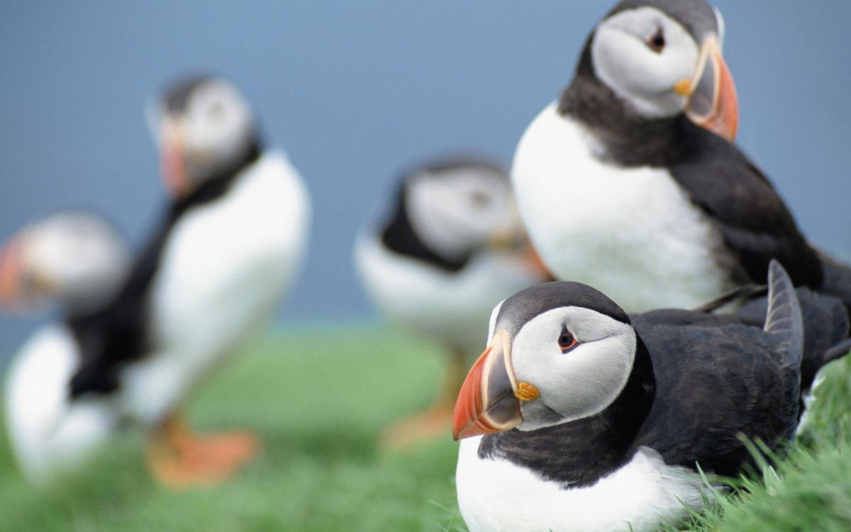 Oiseau Blanc et Noir Sur L'herbe Verte Pendant la Journée. Wallpaper in 2560x1600 Resolution