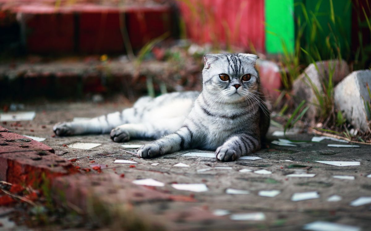 Silver Tabby Cat Allongé Sur un Sol en Béton. Wallpaper in 2560x1600 Resolution