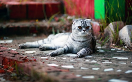 Image silver tabby cat lying on concrete floor