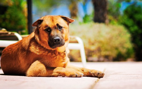 Image brown short coated dog lying on white plastic chair