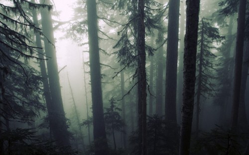 Image green trees in forest during daytime