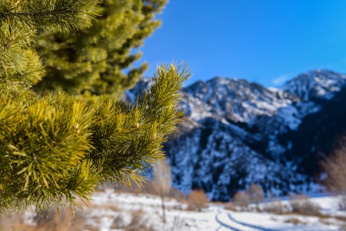 Image green pine tree on snow covered ground during daytime