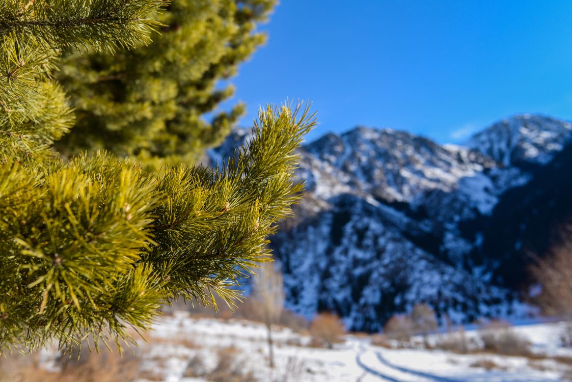 Pino Verde Sobre Suelo Cubierto de Nieve Durante el Día. Wallpaper in 6016x4016 Resolution