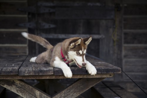 Image brown and white siberian husky puppy on brown wooden bench