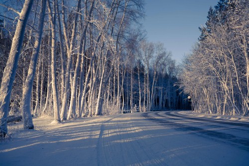 Image bare trees on snow covered ground under blue sky during daytime