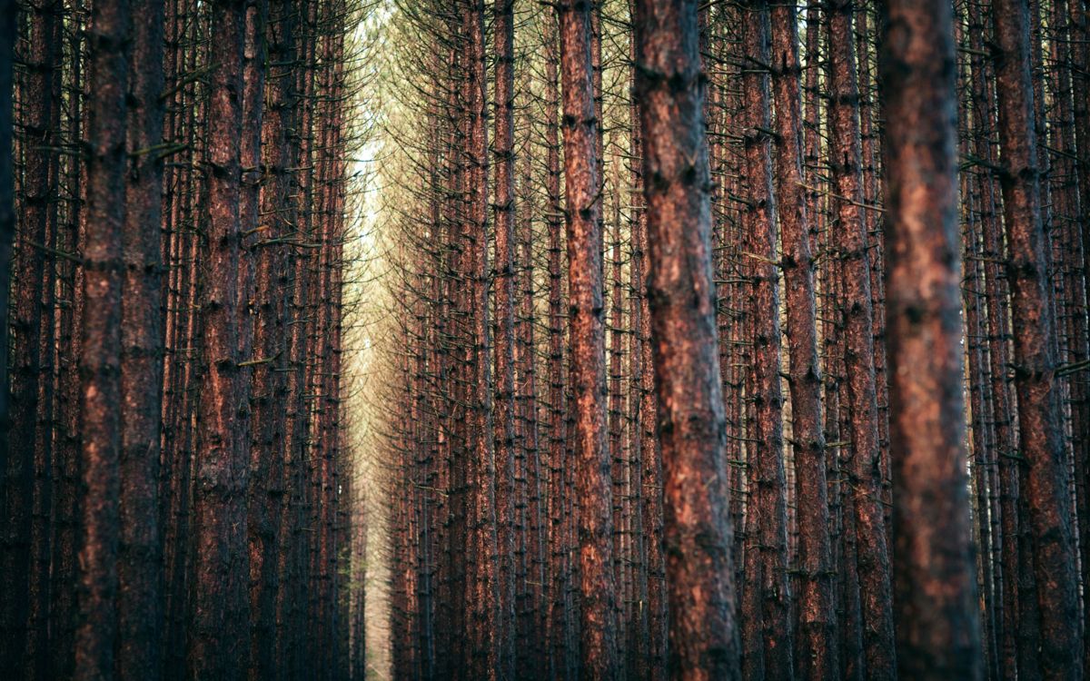 Tronco de Árbol Marrón y Negro. Wallpaper in 2560x1600 Resolution