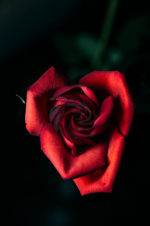 Rote Rose in Nahaufnahmen. Wallpaper in 4000x6000 Resolution