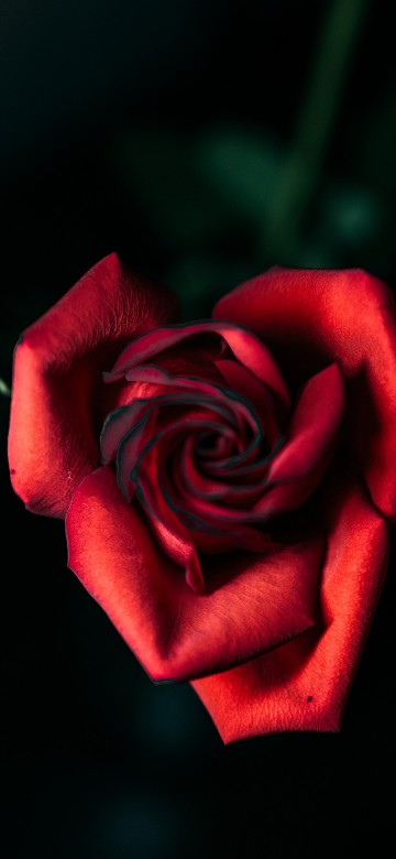 Image red rose in close up photography