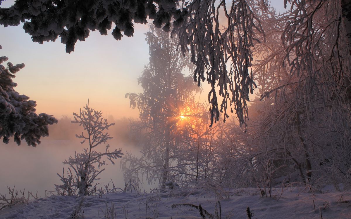 green trees on snow covered ground during sunset