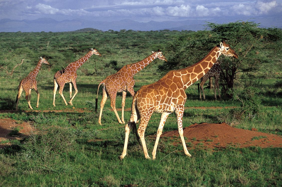 giraffe standing on green grass field during daytime