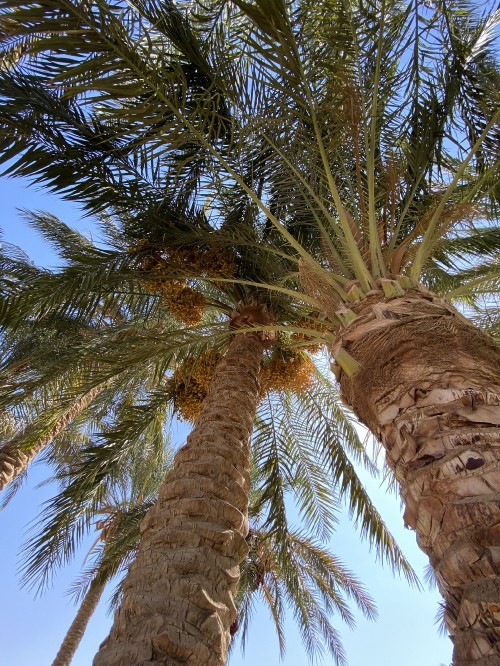 Image Date palm, Babassu, Plants, coconut, science