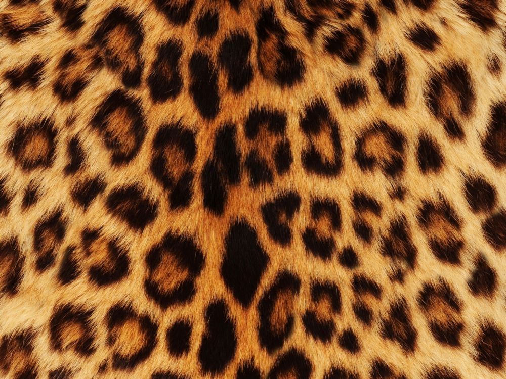 brown and black leopard textile