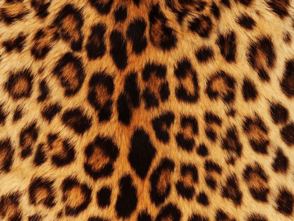 Textil de Leopardo Marrón y Negro. Wallpaper in 2048x1536 Resolution